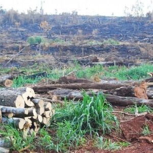 La deforestación avanza en Paraguay