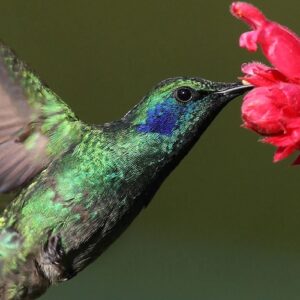 La espiritualidad del colibrí