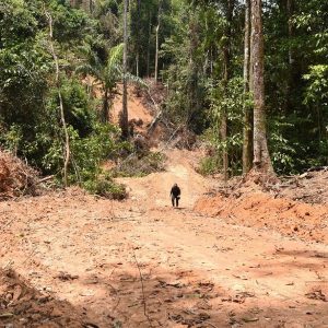 El grito de dolor de la Amazonía brasileña