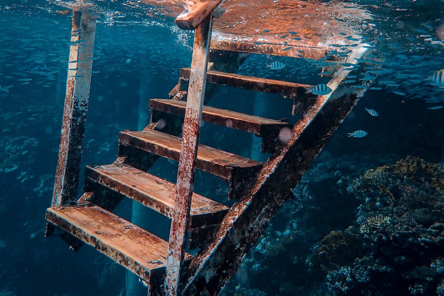 El ascenso de los tontos Revista Mensaje